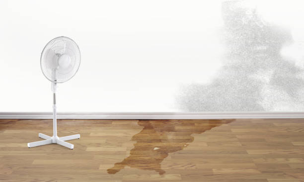 Best Flood damage cleanup  in Millbrae, CA